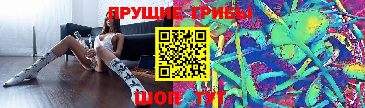 Галлюциногенные грибы Psilocybe Дербент